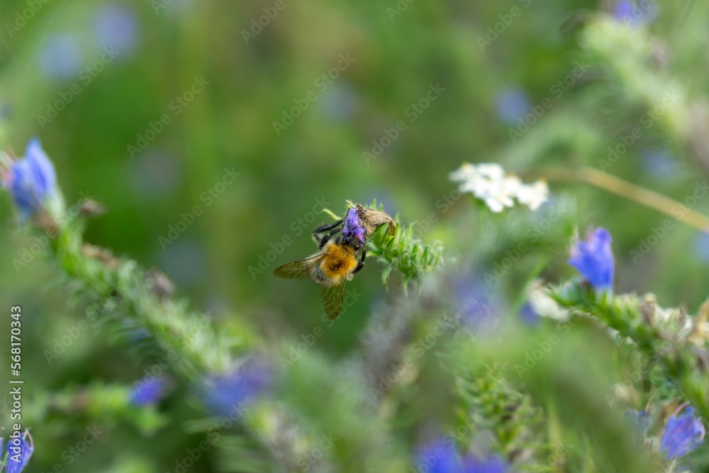 Bumblebee sittinBumblebee sitting on the flowersg on the flowers Bumblebee sittinBumblebee sitting on the flowersg on the flowers