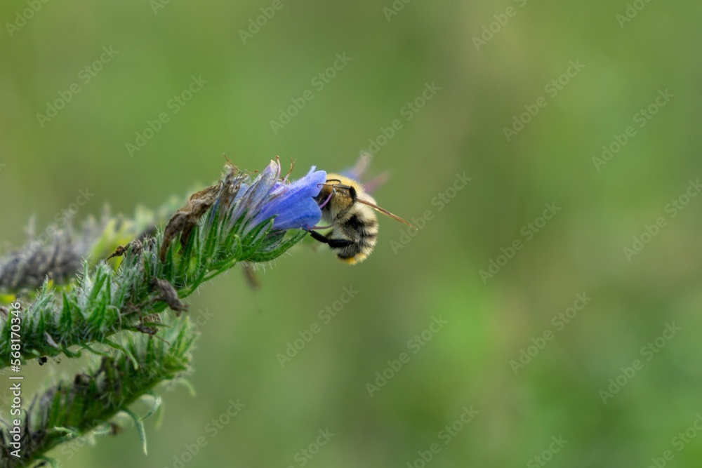 Bumblebee sittinBumblebee sitting on the flowersg on the flowers Bumblebee sittinBumblebee sitting on the flowersg on the flowers
