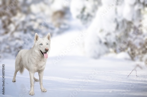 cute young smart dog pet posing in snow