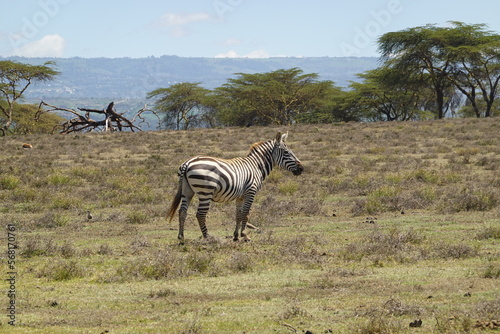 Kenya - Lake Naivasha - Crescent Island - zebra