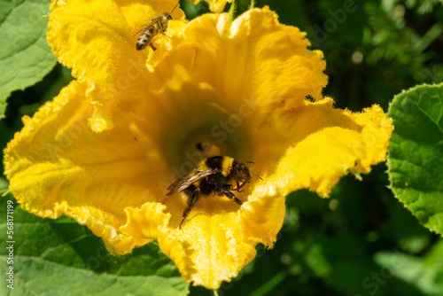 Bumblebee sittinBumblebee sitting on the flowersg on the flowers photo