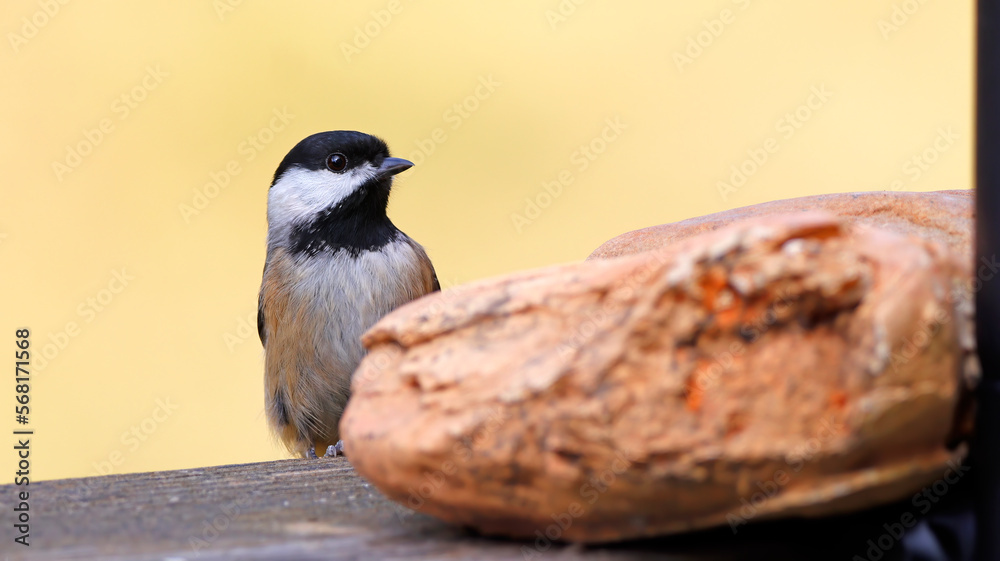 Naklejka premium Carolina Chickadee Small Black and White Bird with Creamy Yellow Background and Rock in Foreground