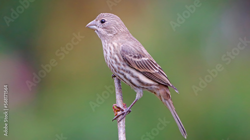 Cuadro en lienzo Female House Finch on Tree Branch Close Up Photo with Green and Brown Background