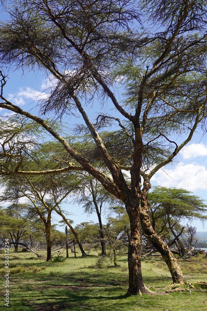 Kenya - Lake Naivasha - Crescent Island 