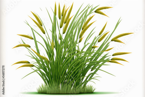 Quack grass  Agropyron repens  isolated on white. Generative AI