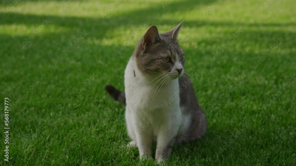 Stray cat sitting in the green grass lawn in the garden
