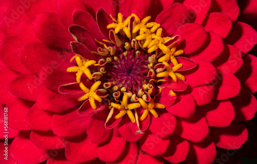 Zinnia, a red flower with dense petals in close-up. A magnificent ornamental flower in the garden.