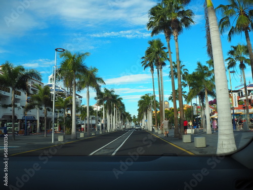 PALMS BY THE ROAD © Danying
