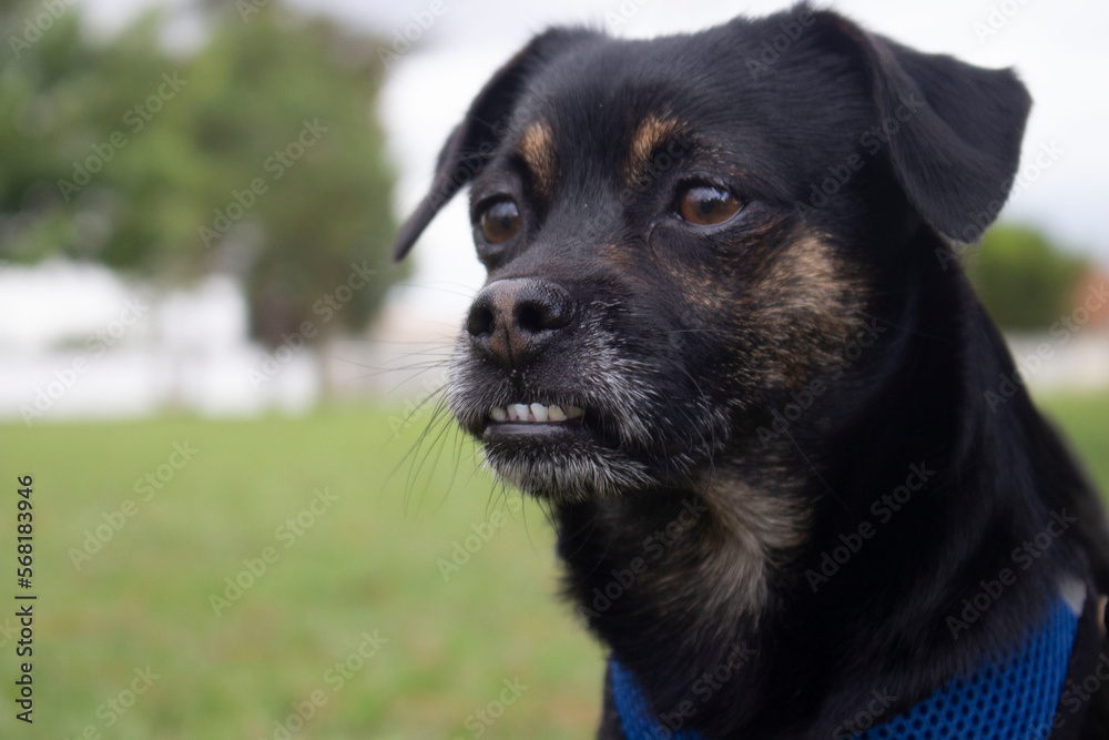 portrait of a dog portrait of a dog