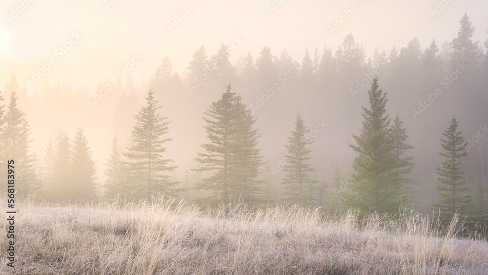 Foggy landscape at dawn. Sunbeams in a valley. Forest in a mountain valley at dawn. Pine trees in the fog. Sunlight in the forest. Wallpaper and background. Alberta, Canada.