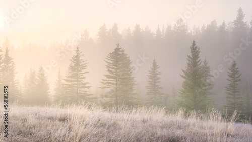 Foggy landscape at dawn. Sunbeams in a valley. Forest in a mountain valley at dawn. Pine trees in the fog. Sunlight in the forest. Wallpaper and background. Alberta, Canada. © biletskiyevgeniy.com