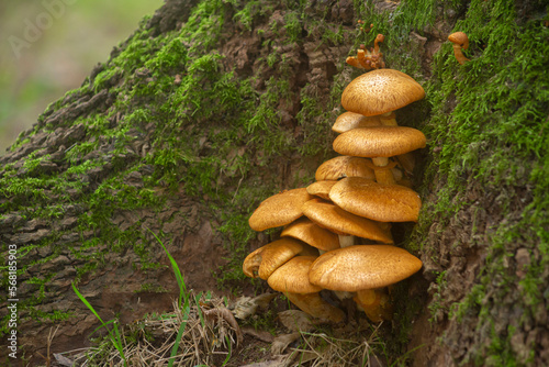 Fungus at the base of a tree trunk