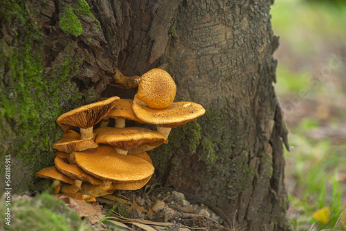 Fungus at the base of a tree trunk