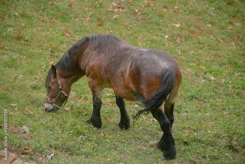 Black wild horse grazing in the bush