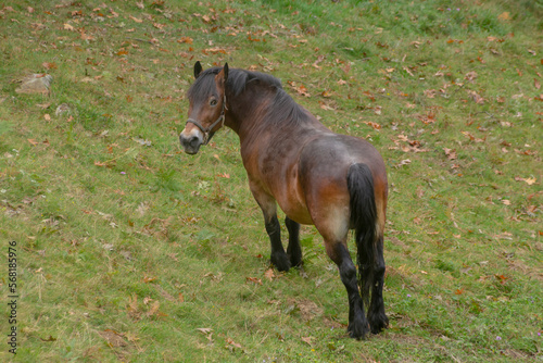 Black wild horse grazing in the bush
