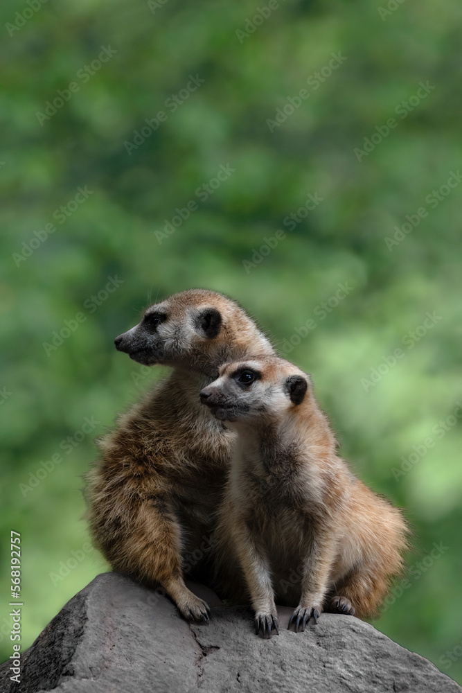 Fototapeta premium Two Meerkats ( Suricata Suricatta )