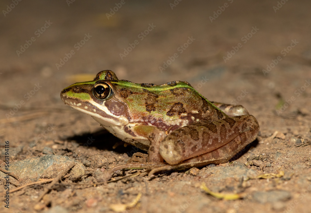 Common river frog (Amietia delalandii), also known as drakensberg river frog, or sani pass frog, a species of southern African river frog Common river frog (Amietia delalandii), also known as drakensberg river frog, or sani pass frog, a species of southern African river frog