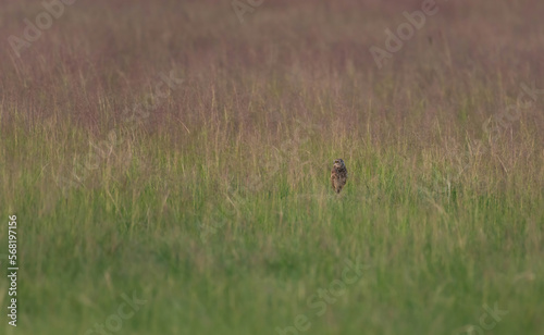 Birrowing Owl in the Prairie © Jody