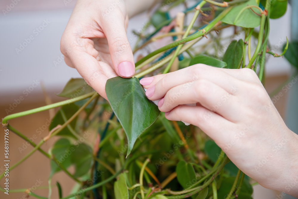 Woman wipes the dust from the green leaves of creeper. Care of indoor plants, gentle cleaning plant leaves. Plant care, closeup