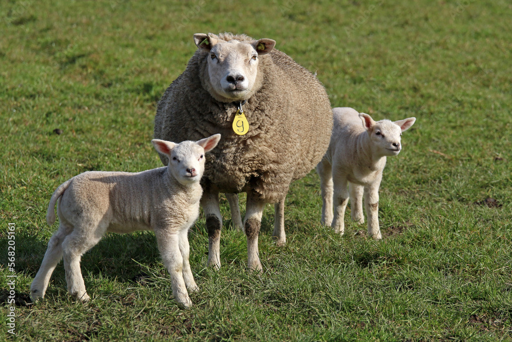 Mother sheep with two little lamb in spring Mother sheep with two little lamb in spring