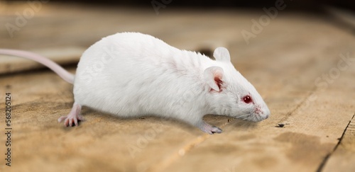Small domestic rat on floor background