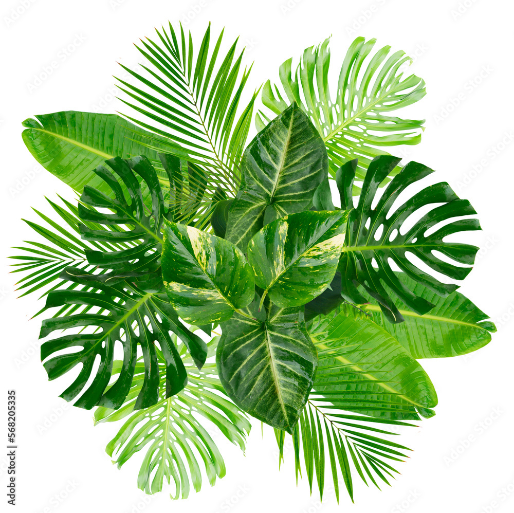 tropical leaves isolated, png file Stock Photo | Adobe Stock