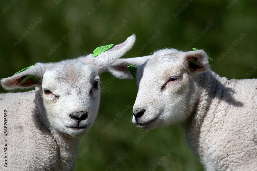 Two young lambs with their heads together in the Dutch spring. Two young lambs with their heads together in the Dutch spring.