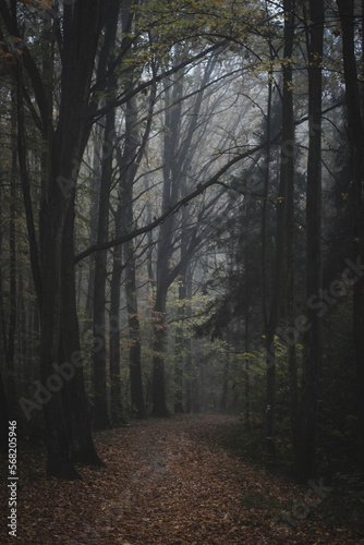 autumn in a forest on a foggy day