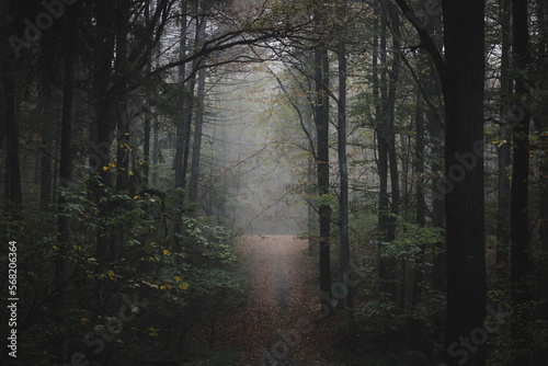 autumn in a forest on a foggy day