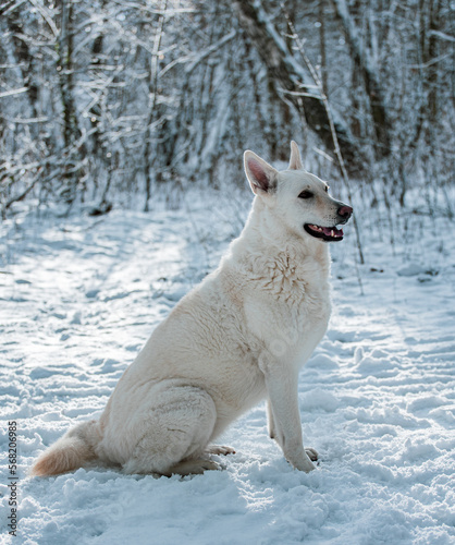 White Swiss Shepherd dog in the winter forest in snow