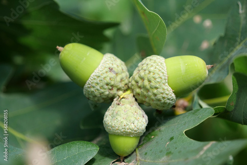 Three green acorns growing together on an oak tree photo