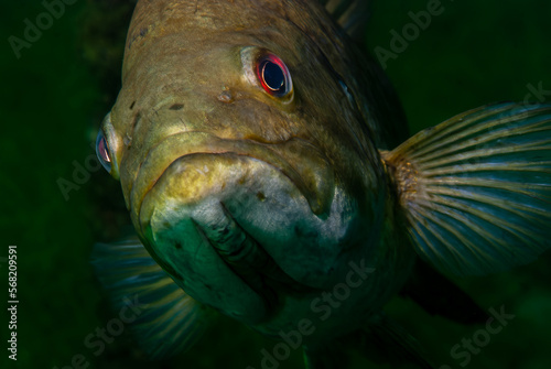 Close-up shot of a wild largemouth bass swimming in a Michigan inland lake. Micropterus salmoides