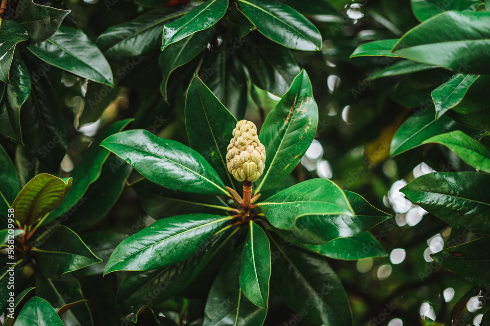 Seed and fruit of a magnolia tree with green leaves background Seed and fruit of a magnolia tree with green leaves background