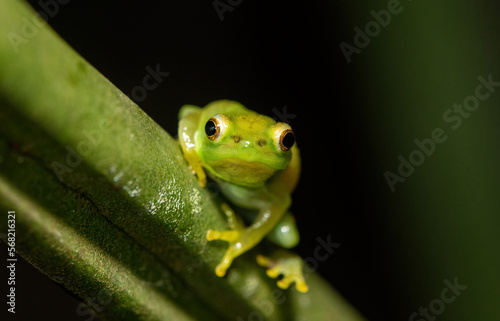 Water Lily Reed Frog (Hyperolius pusillus)