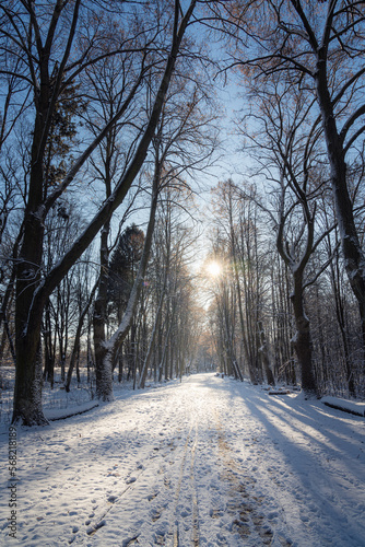 Słoneczny zimowy poranek w ośnieżonym dzikim parku Młociny na Mazowszu © af-mar