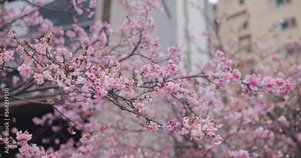 Sakura flower tree at the park Sakura flower tree at the park