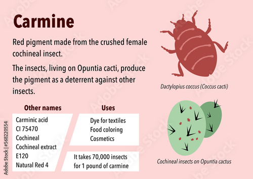 How carmine pigment is made from cochineal insects photo