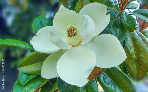 Magnolia grandiflora or bull bay