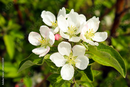 Wagener apple blossom