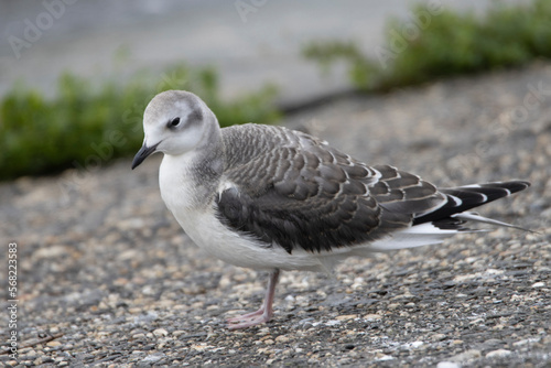 Sabine’s Gull in inland, Xema sabini, mewa obrożna