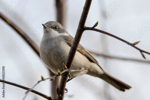 Lesser Whitethroat, Sylvia curruca, piegża