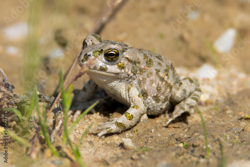 ropucha zielona, The European green toad Bufotes viridis