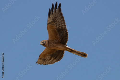 Montagu’s Harrier in flight, Błotniak łąkowy Circus pygargus