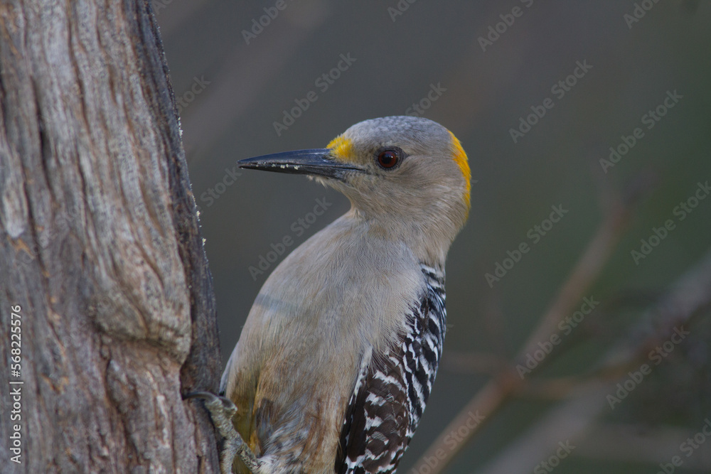 Fototapeta premium Female golden-fronted woodpecker on side of tree.