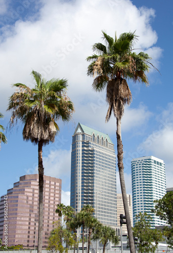 Tampa Downtown Skyscrapers And Palm Trees