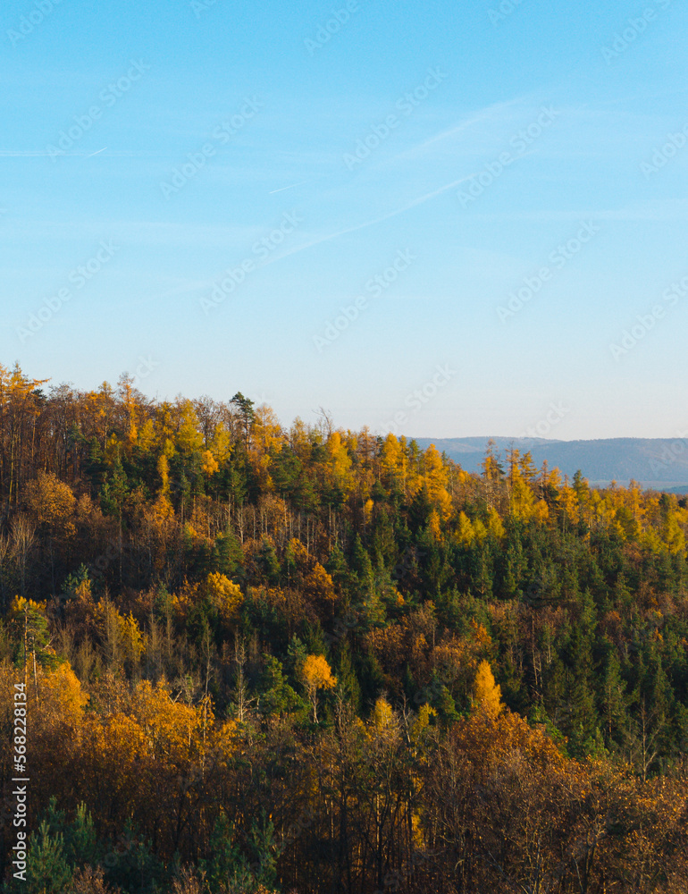 Fototapeta premium Autumn in the forest