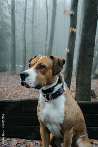 The dog on a foggy road © Karel