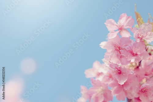 神奈川県松田町の河津桜 © GARDENS