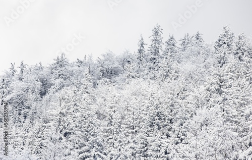 snow covered branches of trees
