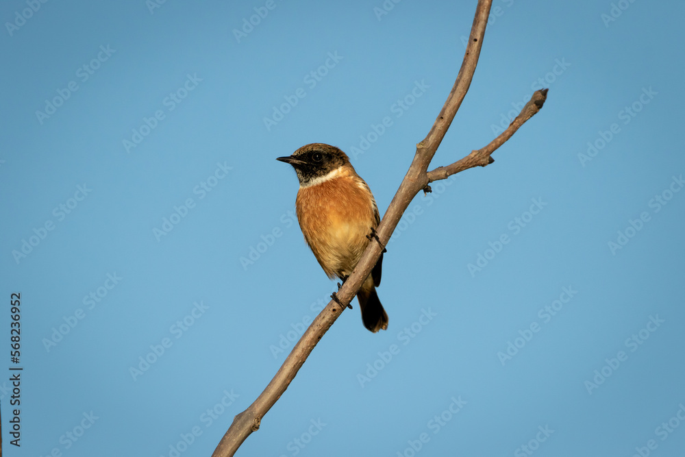 Fototapeta premium A Stonechat perched with blue sky background.